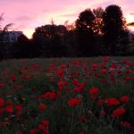 Sunrise and Poppies 24 10 2018 20 e1541268312719