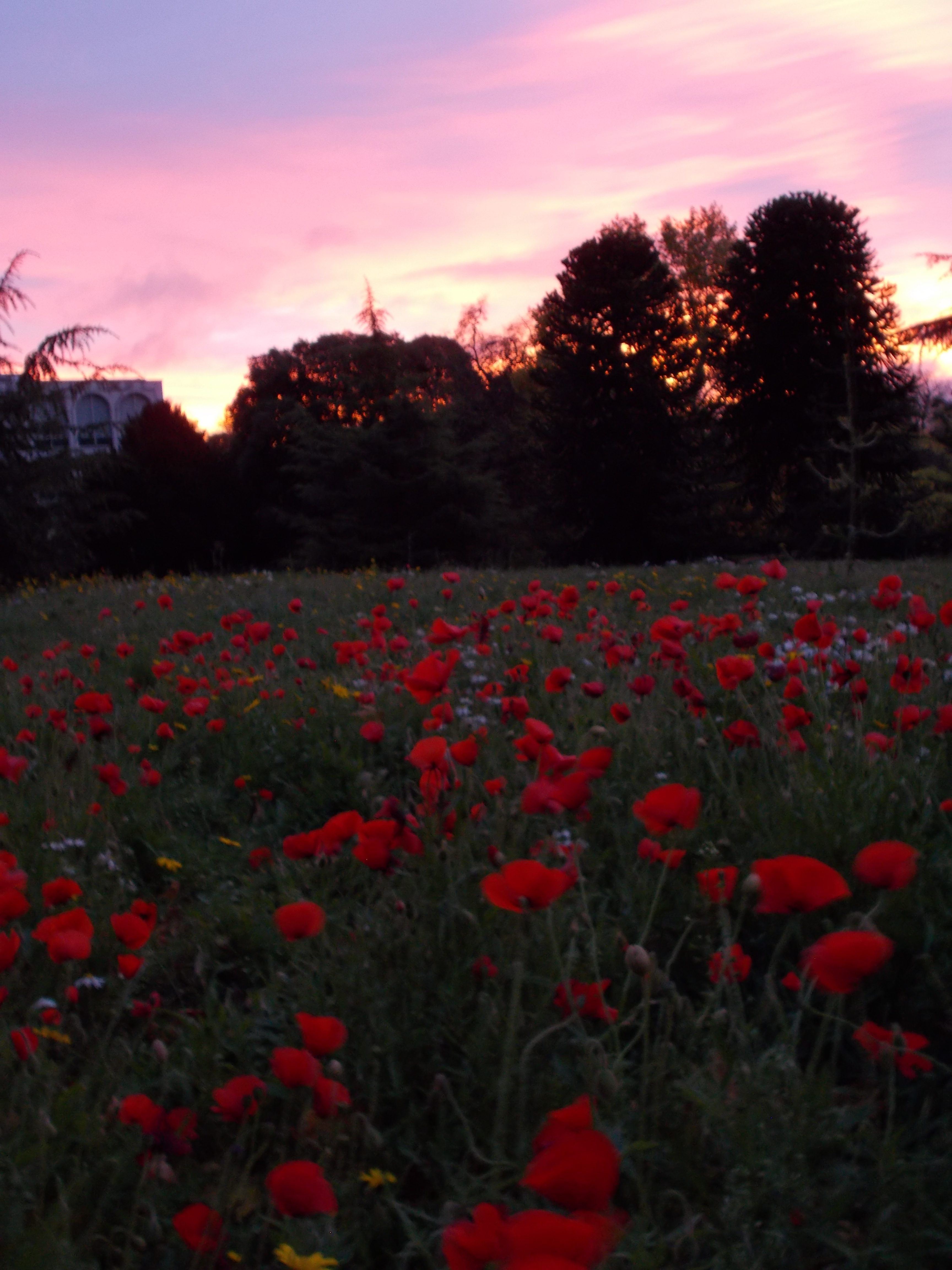 The Poppy Patch – Botanics Stories