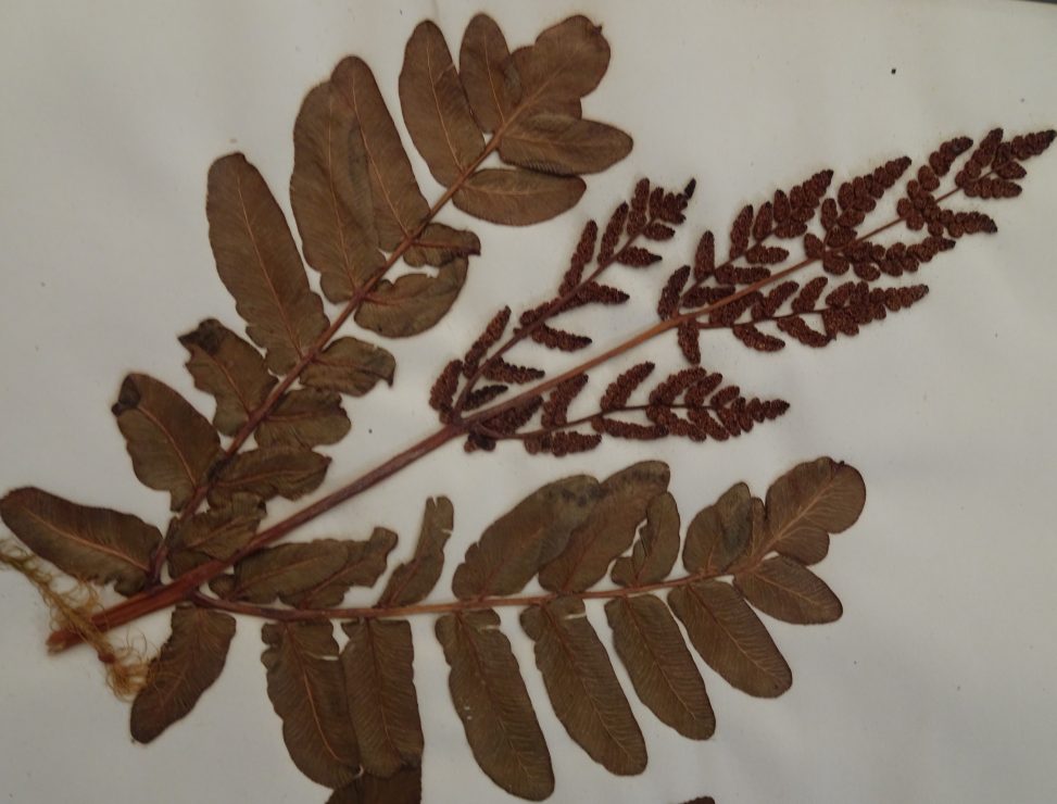 Scottish Ferns I B Balfour Osmunda regalis