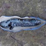 Decaisnea insignis 20042060G GLGS22004a