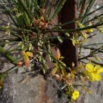 Jasminum nudiflorum in Nursery wall 8a
