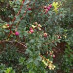 Gaultheria poeppigii 19802291A Hayward 1