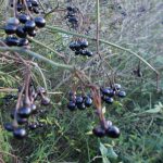 Jasminum humile 20031590B LPE 03 177 3