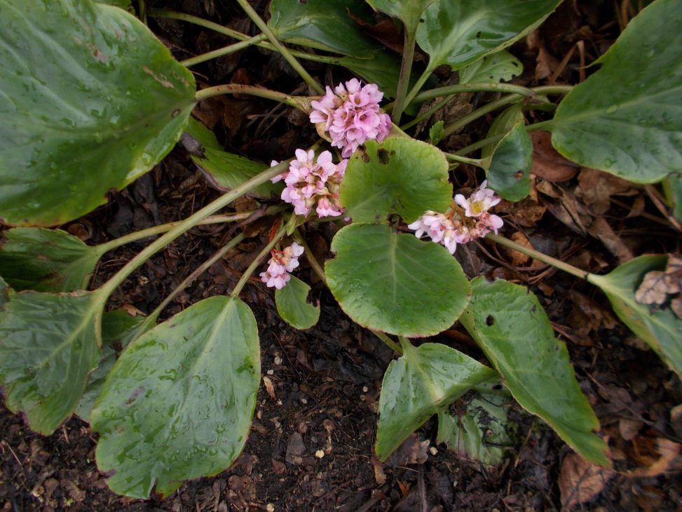 A perennial rhizome Botanics Stories