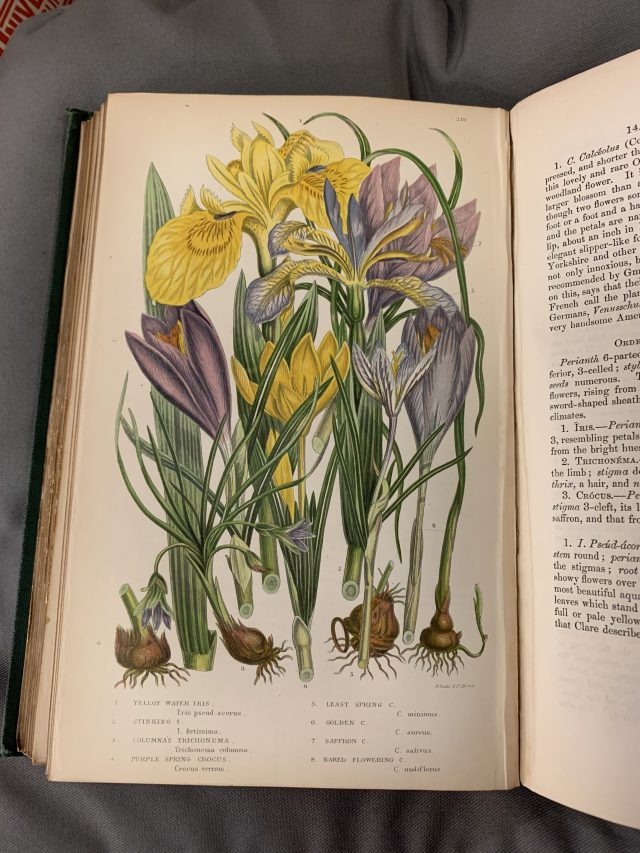The Tale of Anne and Beatrix – Botanics Stories