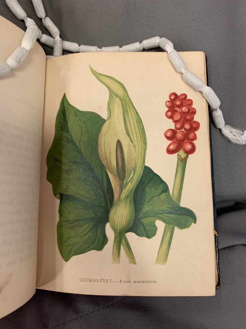 The Tale of Anne and Beatrix – Botanics Stories