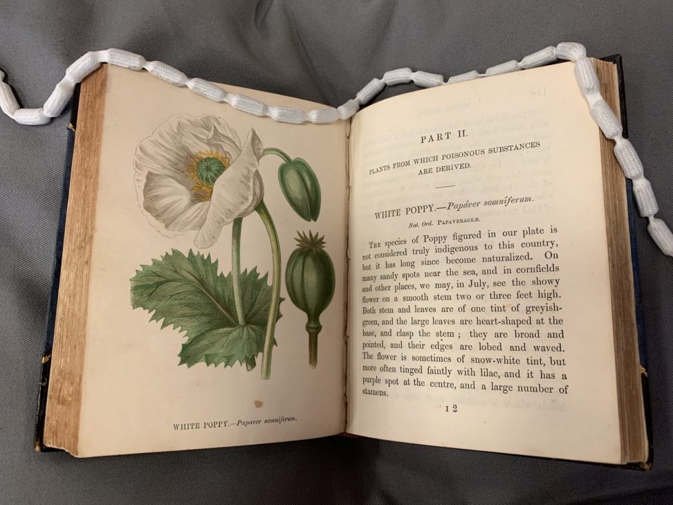 The Tale of Anne and Beatrix – Botanics Stories