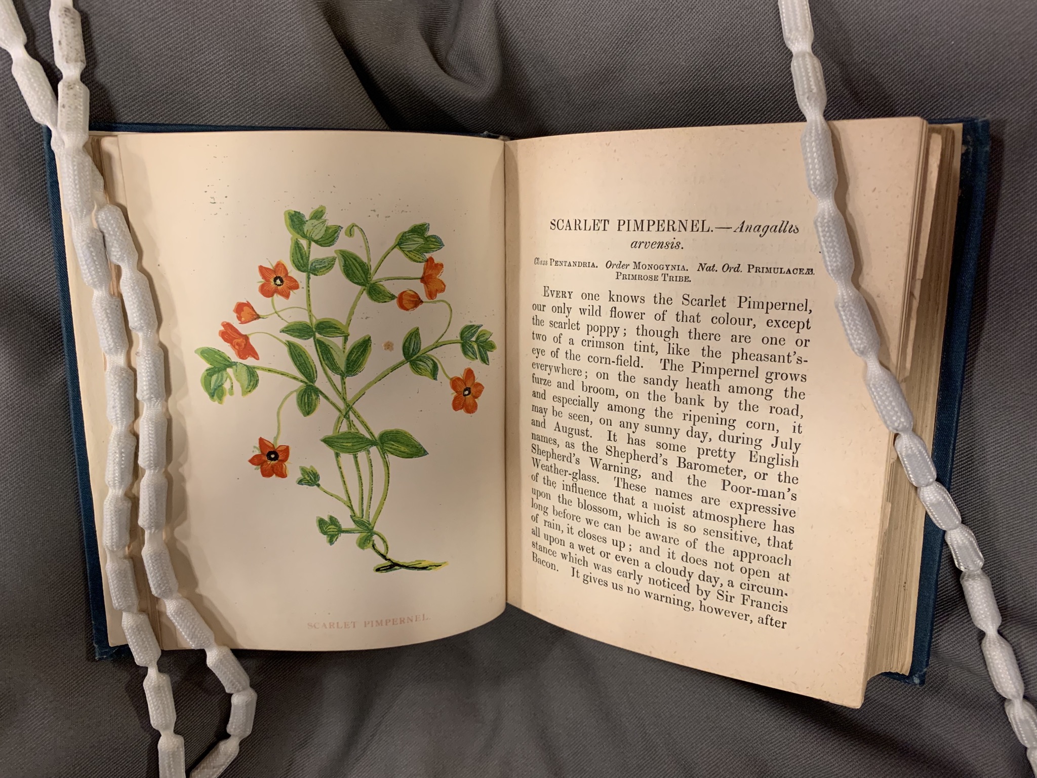 The Tale of Anne and Beatrix – Botanics Stories