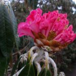 Rhododendron lanigerum 19291008B Kingdon Ward 8251 2