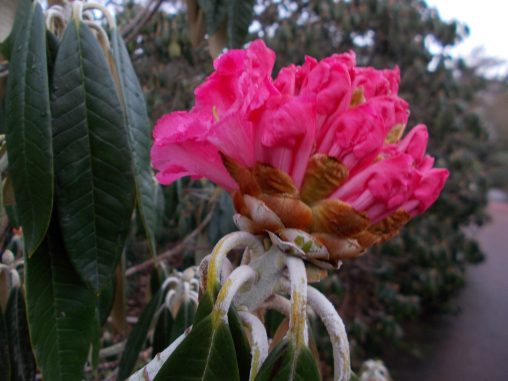 Rhododendron lanigerum 19291008B Kingdon Ward 8251 2
