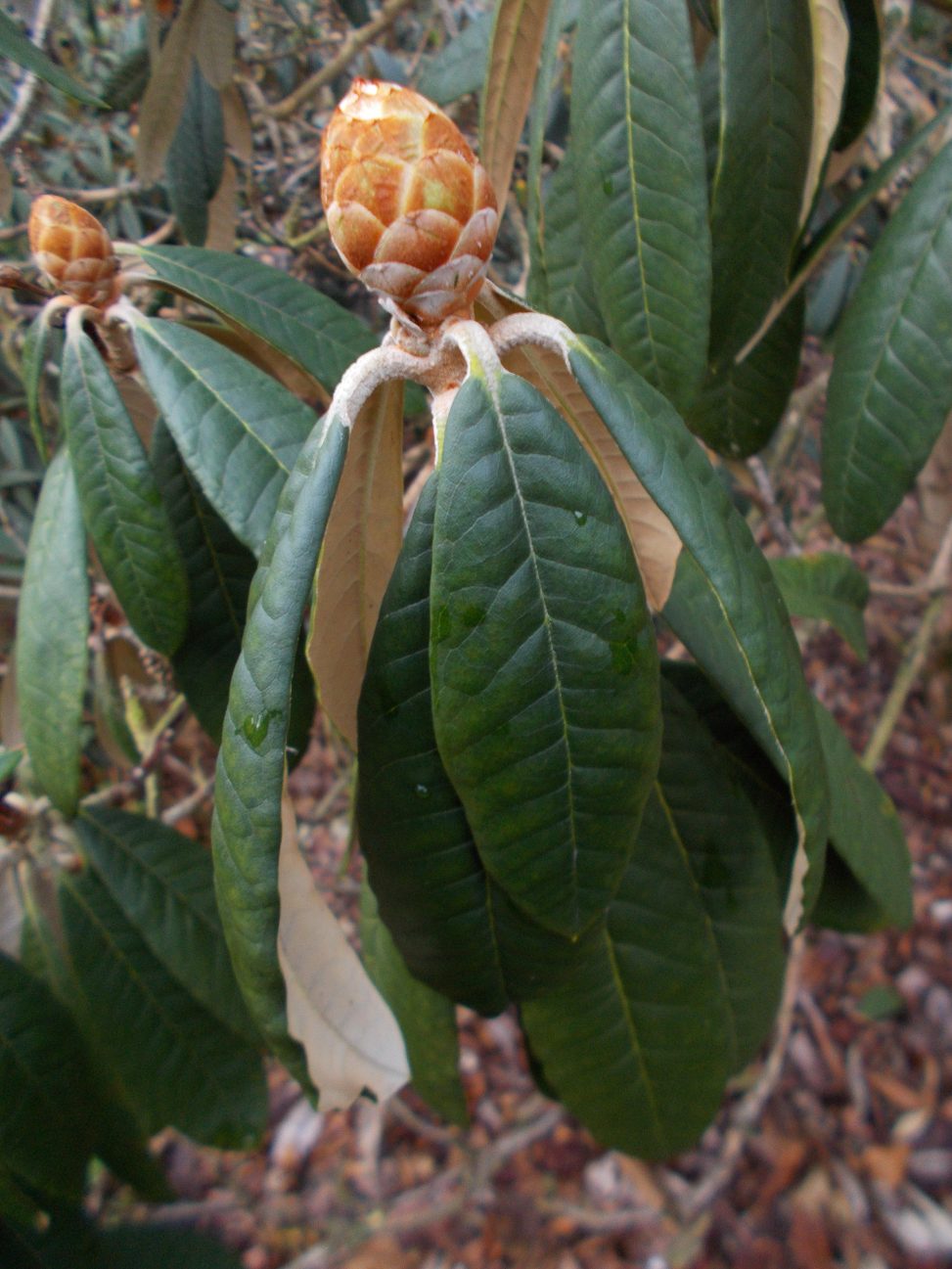 Rhododendron lanigerum 19291008B Kingdon Ward 8251 9 e1551785967668