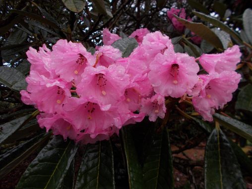Rhododendron montroseanum 19698728A 6