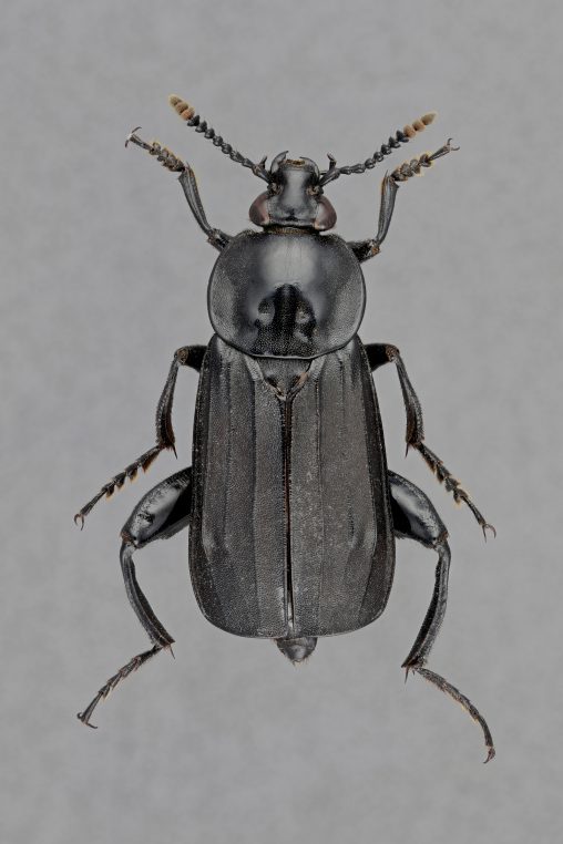 Necrodes littoralis male from the collection CNMS