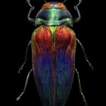 Tricoloured Jewel Beetle low res