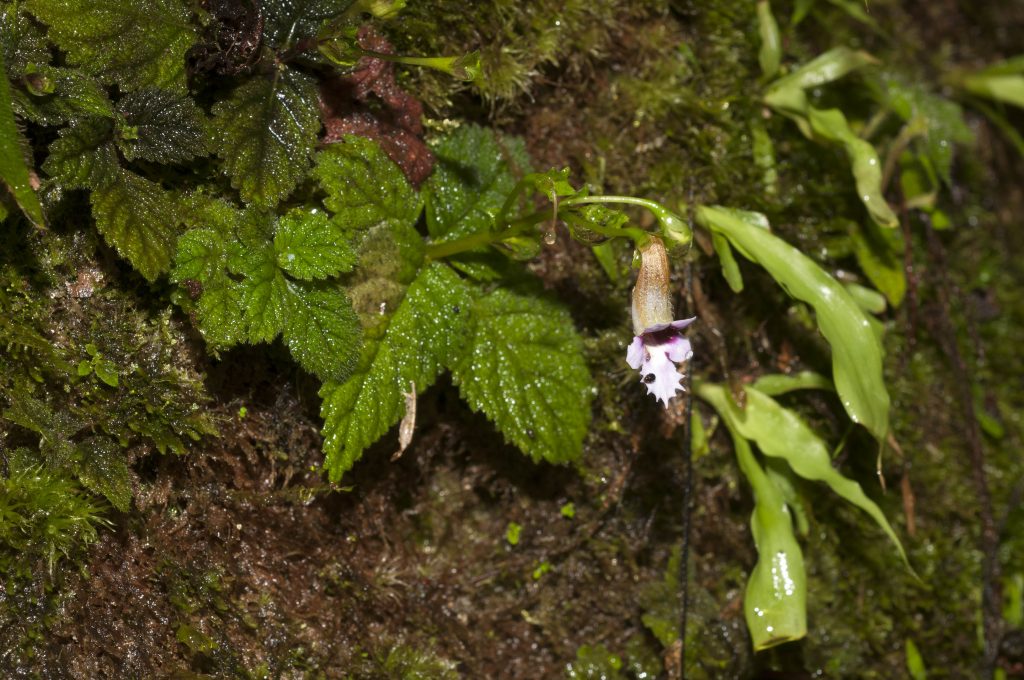 Image shows a small forest plant bearinga single purplish-white tubular flower with a distinctly dissected lower lip.