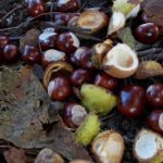 Conkers from Aesculus hippocastaneum 4