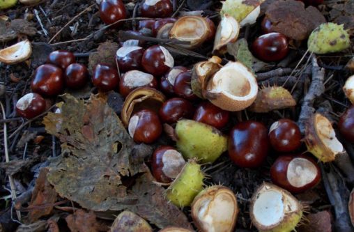 Conkers from Aesculus hippocastaneum 4