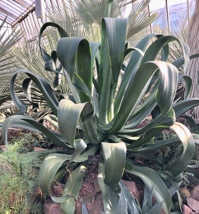 Agave Vilmoriniana – Botanics Stories