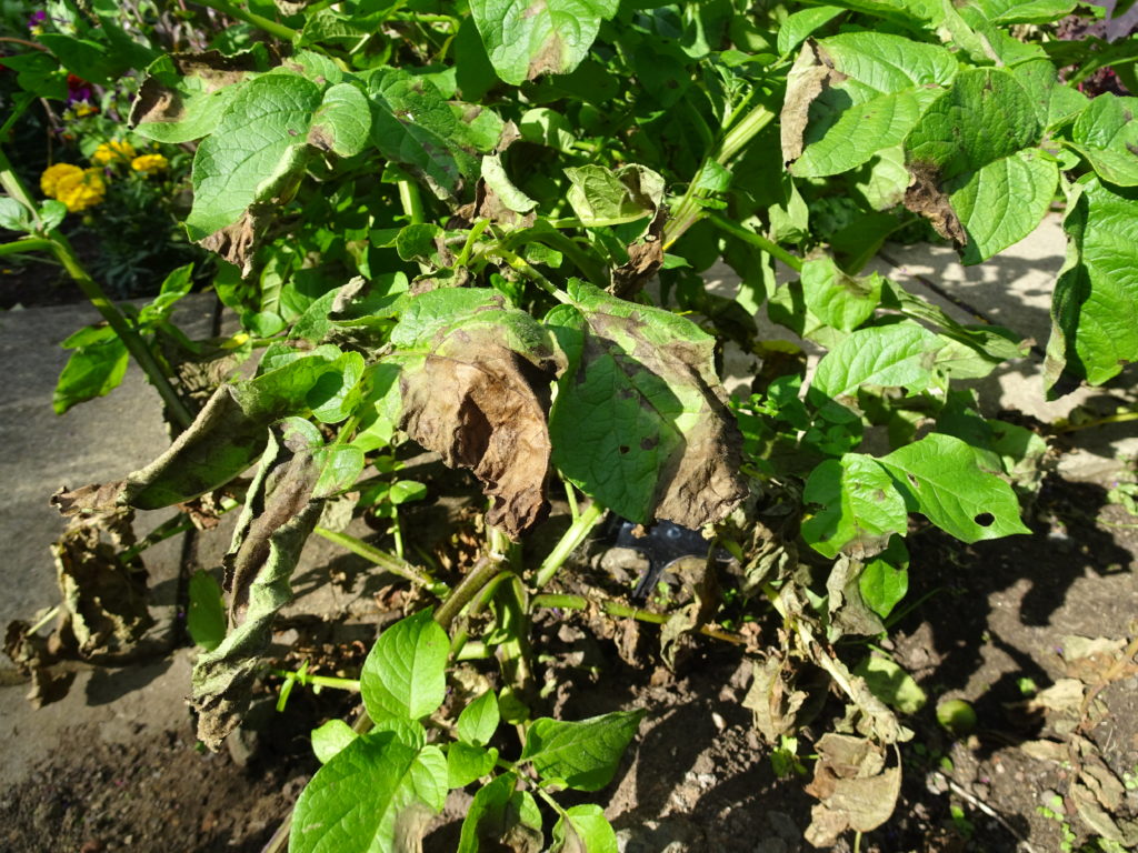 Potato foliage showing dark patches that are symptomatic of late blight.