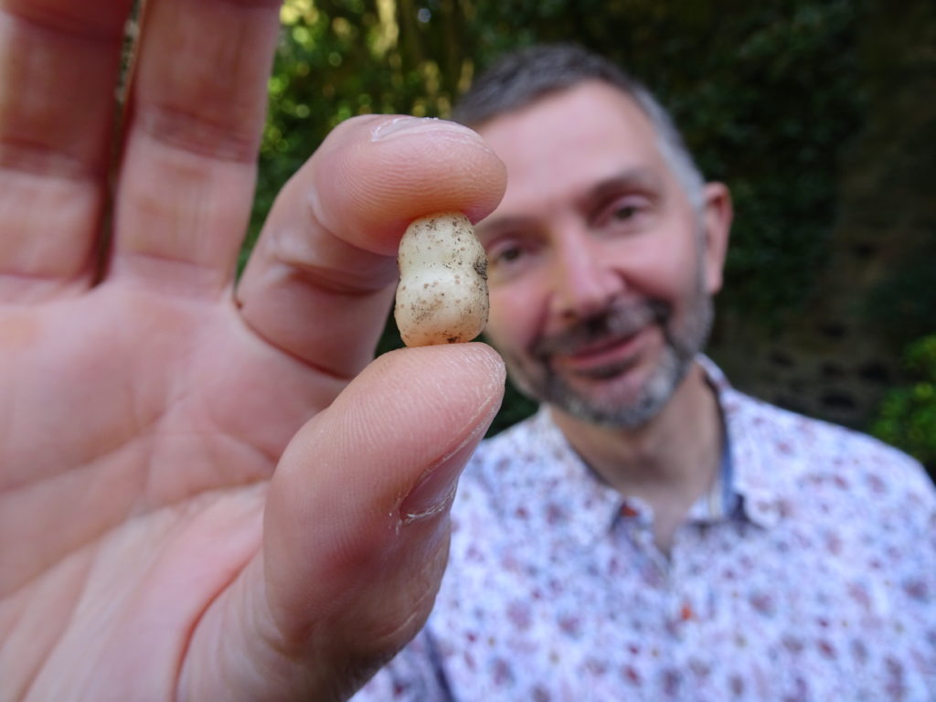 Man holding a small potato about the size of a bean.