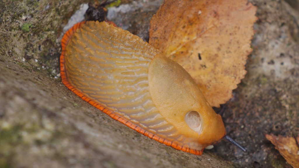 An orange-brown slug with a striking bright scarlet-orange strip all round the edge of the body.