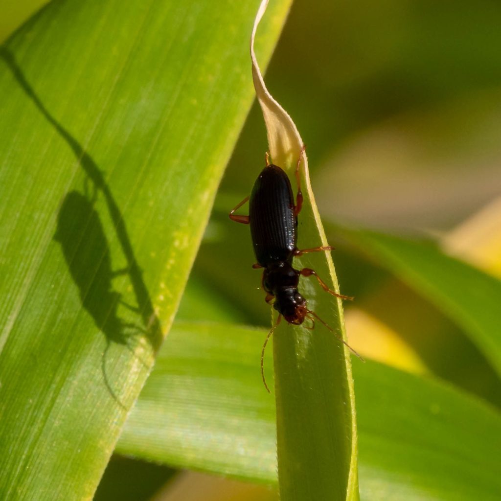 A beetle crawling down a leaf. The head and body of the beetle are shiny black; its antennae and legs are reddish brown.