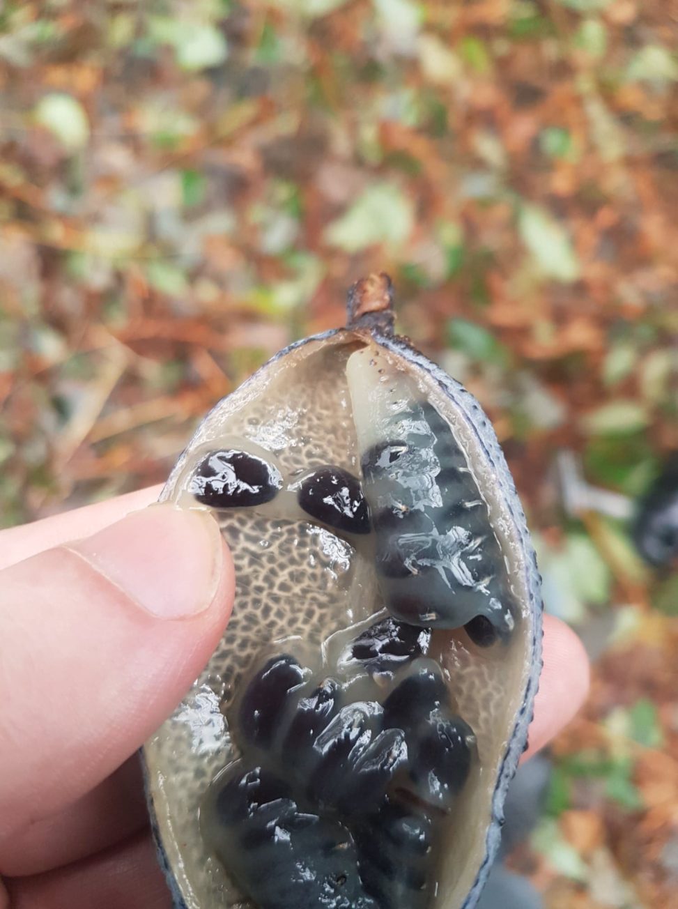 The seeds of Dead Man’s Finger Botanics Stories