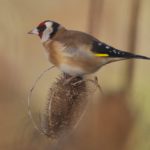 Goldfinch Carduelis carduelis 18 11 19 KD scaled