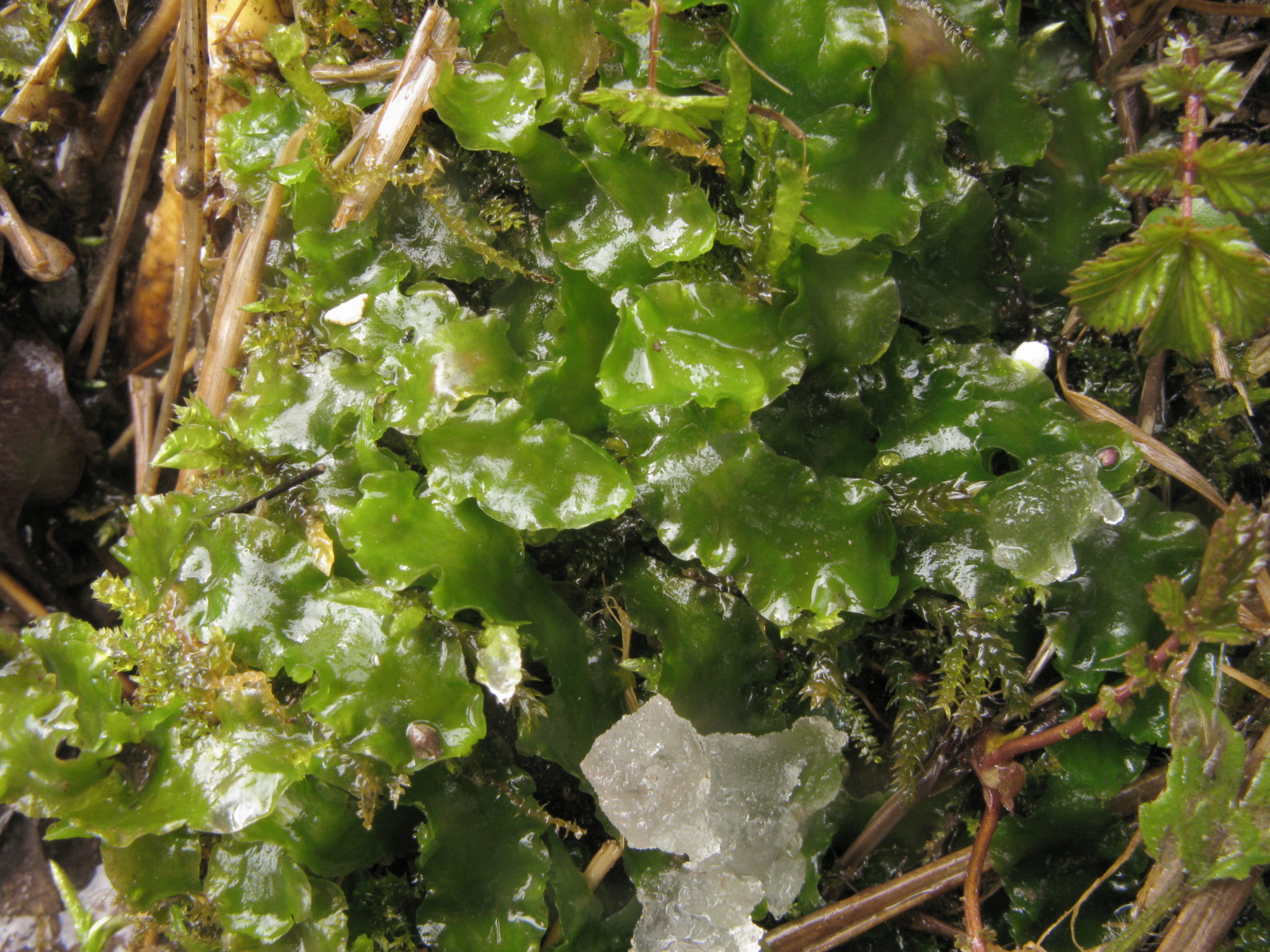 The simple thalloid liverwort Aneura a digitized resource at RBGE
