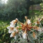 Rhododendron himantodes backs