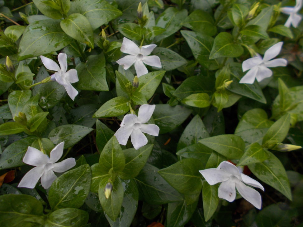 A Fine Ground Covering Plant Botanics Stories A Fine Ground Covering Plant Botanics Stories