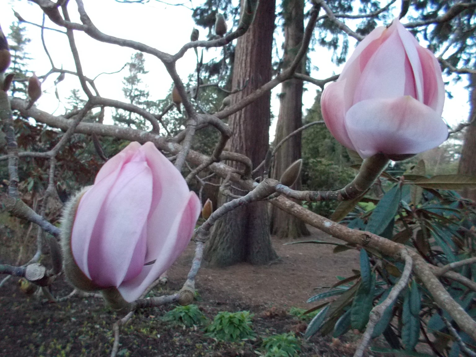 TÌNH YÊU CÂY CỎ  - Page 64 Magnolia-sargentiana-19260449A-11-1536x1152