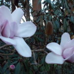 Magnolia sargentiana 19260449A 41 1 scaled