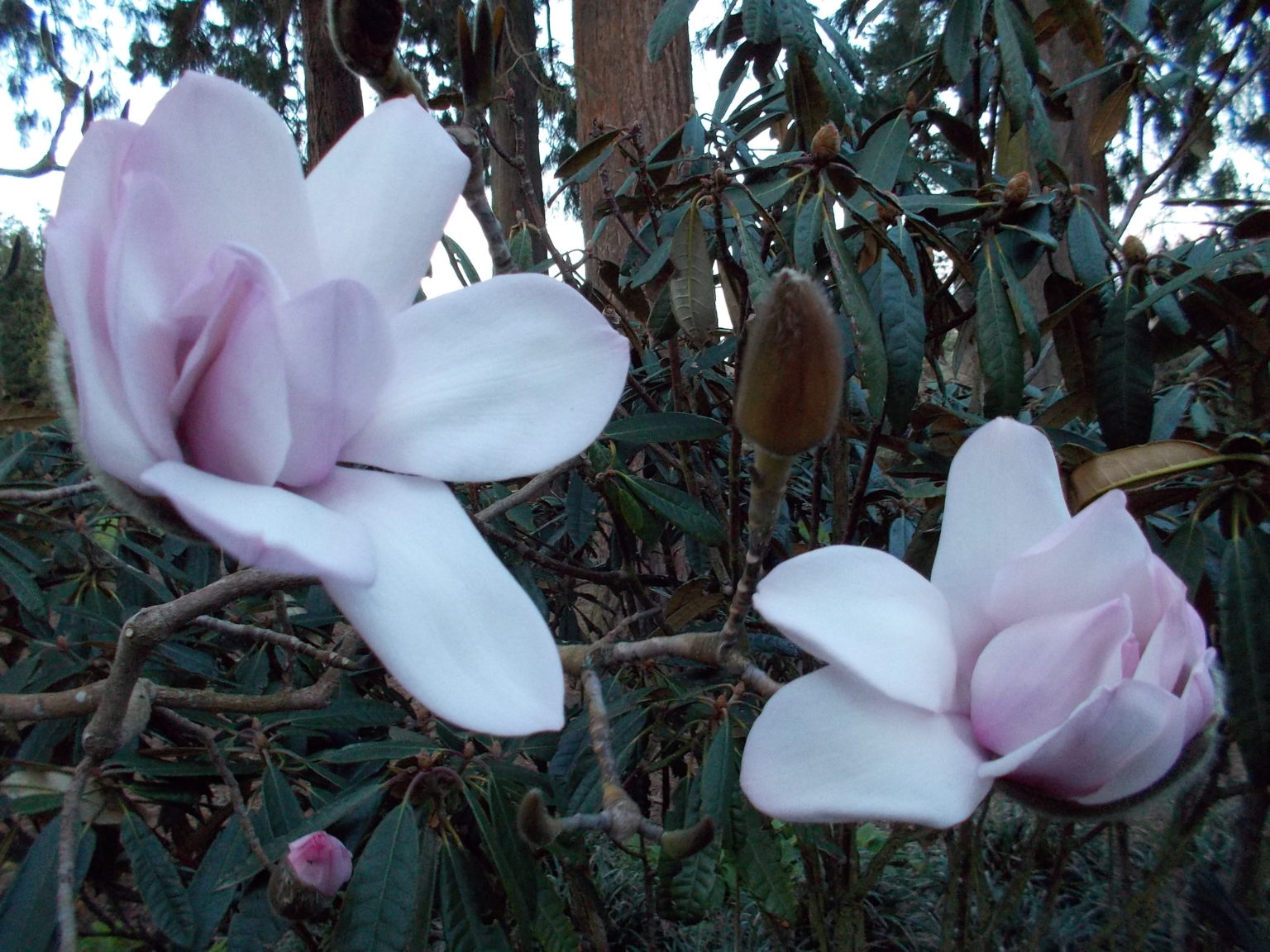 TÌNH YÊU CÂY CỎ  - Page 64 Magnolia-sargentiana-19260449A-41-1536x1152