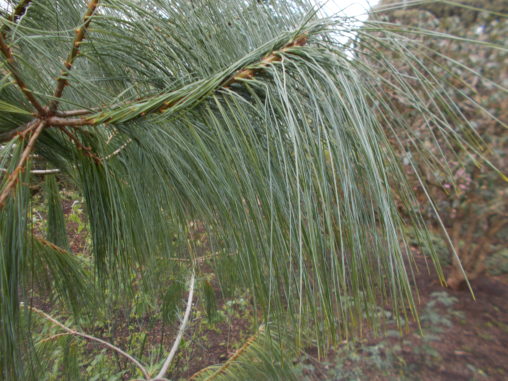 Pinus wallichiana 20140752A CMMMS 6 scaled