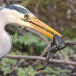 Grey Heron swallowing Common Frog 11 03 20 KD scaled