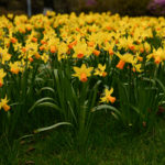 Narcissus Jet Fire