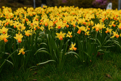 Narcissus Jet Fire