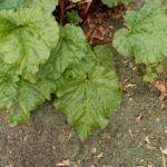 Rhubarb with grass mowings mulch