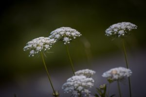 A group of six tall thin stemed delicate terminal umbels of white flowers 