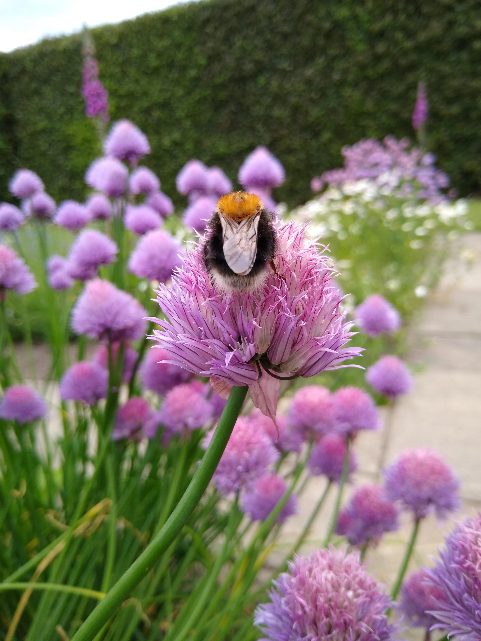 Botanic Cottage Garden Social August Blog – Botanics Stories