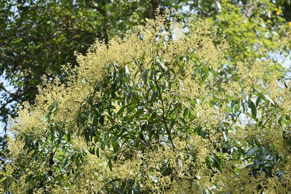 1024px Flower of Civit tree Swintonia floribunda