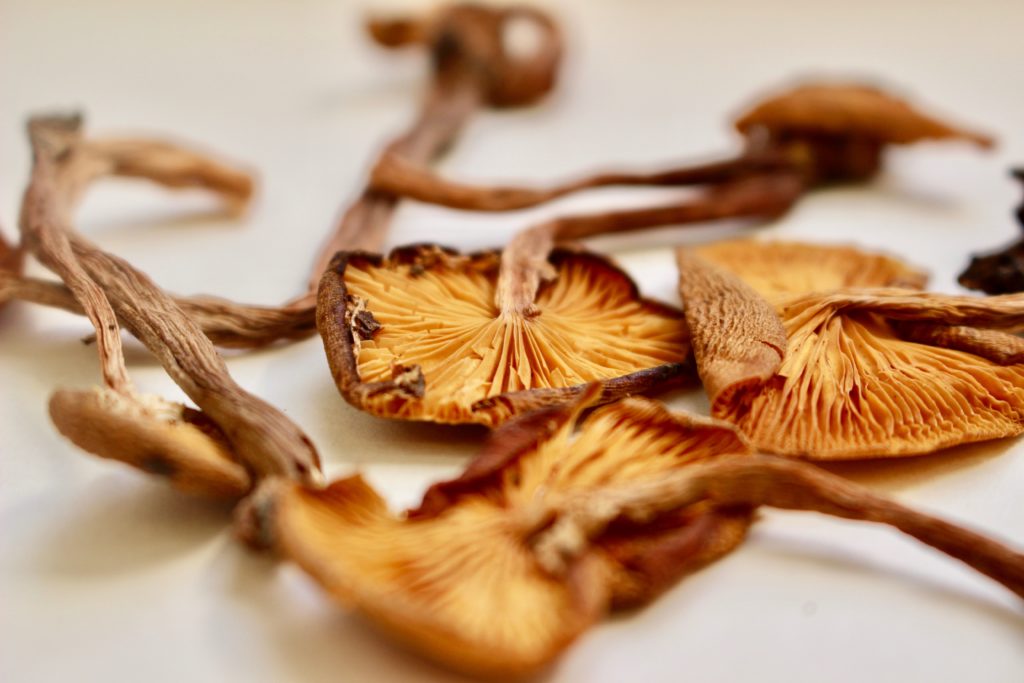 dried fungi specimen for botanical study