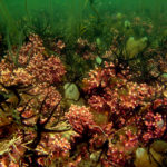 Coralline algal bed credit Nick Kamenos 1