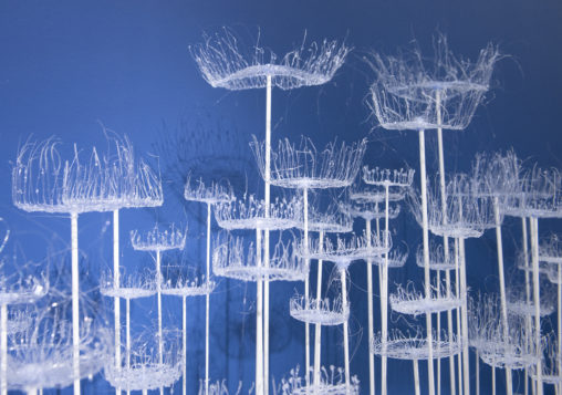 Lorna Fraser's work Parasol Fungi in the Think Plastic Exhibtion. Various long, thin, white sticks are topped with transparent plastic formed to resemble fungi. These are set against a blue wall.