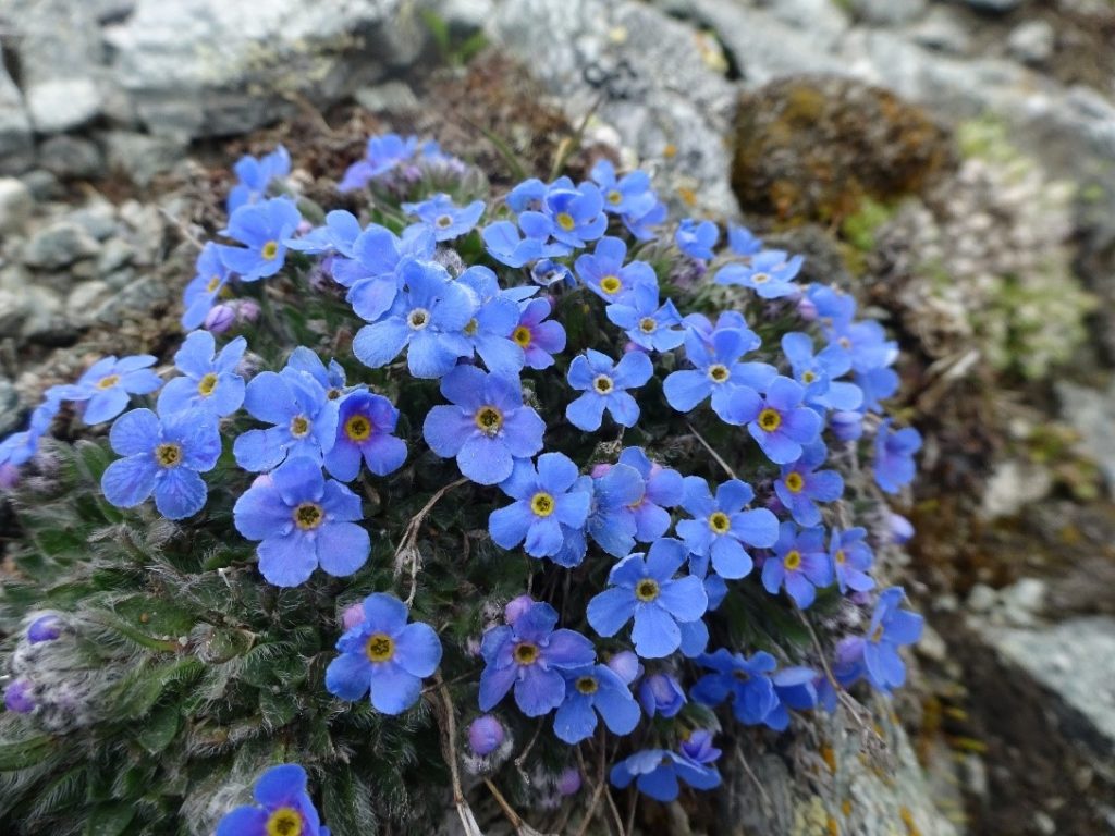 photograph of a mound of blue flowers