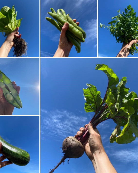 Image shows a person holding up their homegrown vegetables against a blue sky: salad leaves, broad beans, herbs, betroot and courgette