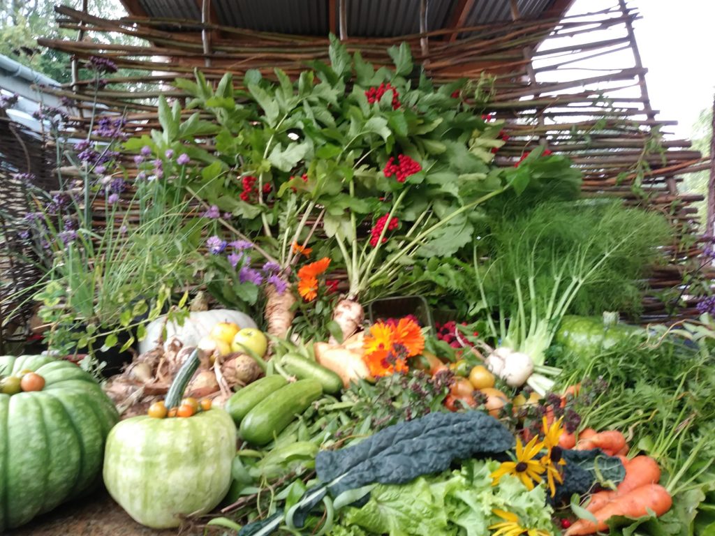 Image shows a large display of lots of types of vegetables in the community garden; pumpkins and squashes, carrots, turnips, courgettes, potatoes, brassicas including cavelo nero, salad leaves, fennel and parsnip