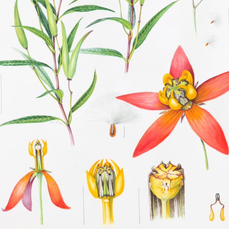 RBGE Diploma in Botanical illustration 2020 Final Year Exhibition