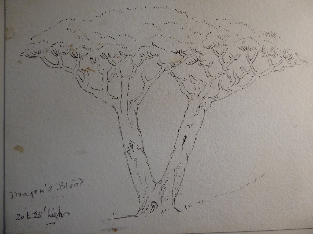An ink line drawing showing the Dragon's Blood tree found on Socotra